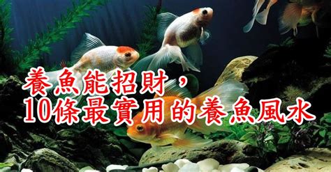 養魚隻數|養魚能招財，10條最實用的養魚風水（你一定要知道）。